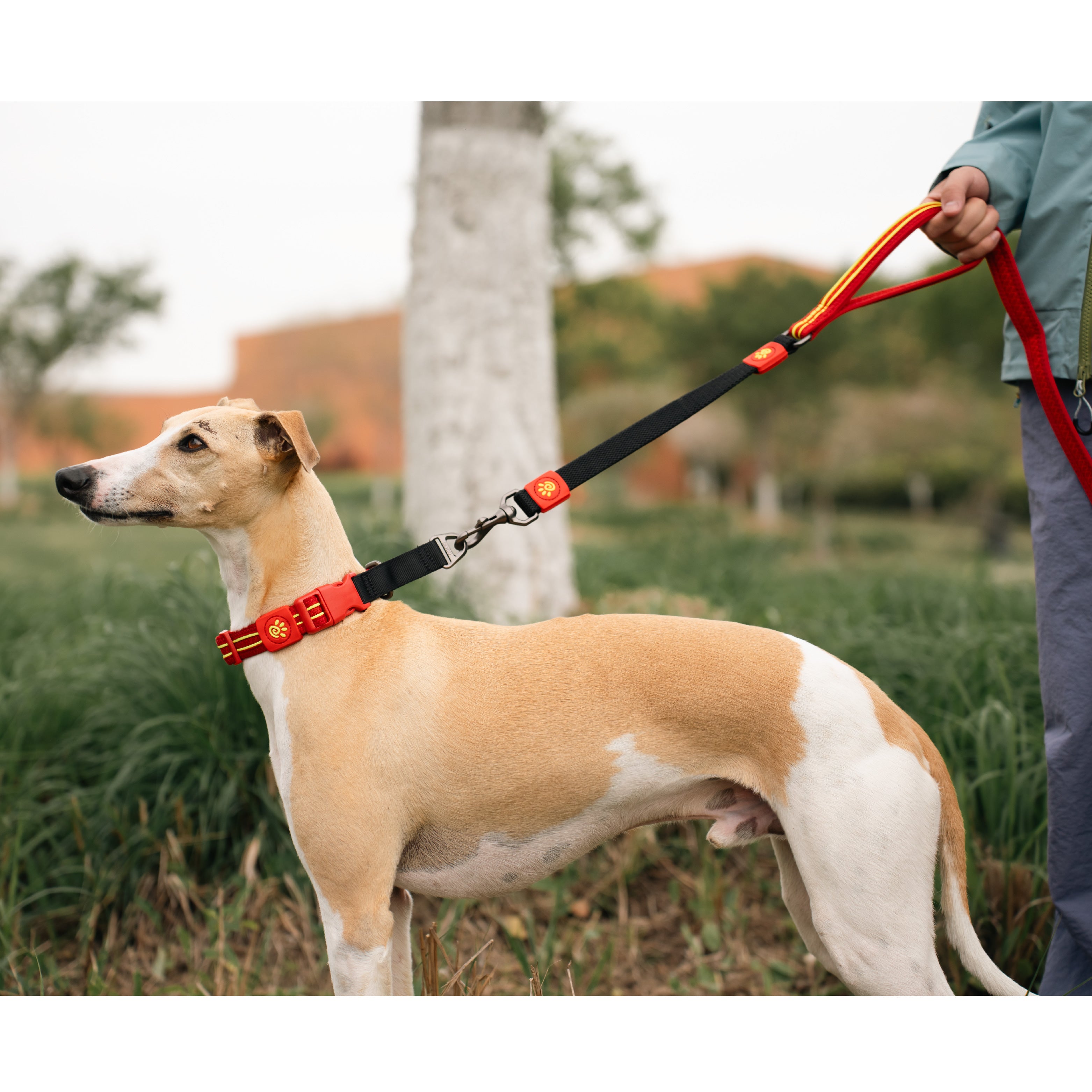 Docoo DOCO Solar Air Shock Absorbing Bungee Dog Leash 5ft | Lead for Dog