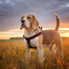 DOCO® Martini Bean Harness - www.docopet.com