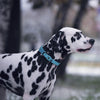 DOCO® Jelly Bean Collar - www.docopet.com