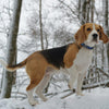 DOCO® Martini Bean Collar - www.docopet.com