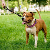 DOCO® Reflective Traffic Rope Leash - Click & Lock Snap - 20 inch - www.docopet.com