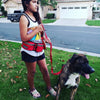 DOCO®Jogging Belt with Bungee Leash Hands Free Dog - www.docopet.com