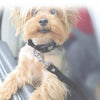 DOCO® Signature Nylon Car Safety Belt 28" - www.docopet.com