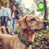 DOCO® Lunar Mesh Collar - www.docopet.com
