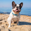 DOCO® Jelly Bean Collar - www.docopet.com