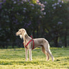 DOCO® Martini Bean Harness - www.docopet.com