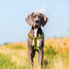 DOCO® Lunar Air Step in Harness - www.docopet.com