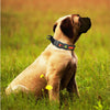 DOCO® Solar Mesh Training Collar - www.docopet.com