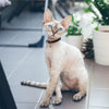 DOCO® Signature Cat Collar - www.docopet.com