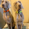 DOCO® DD Collar - www.docopet.com