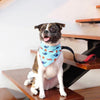 DOCO® 22'' Shock Absorbing BUNGEE Leash - www.docopet.com