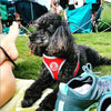 DOCO® Athletica QUICK FIT Harness - www.docopet.com