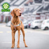 DOCO® LOCO Harness with Cool Printing - www.docopet.com