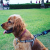 DOCO® LOCO Harness with Cool Printing - www.docopet.com