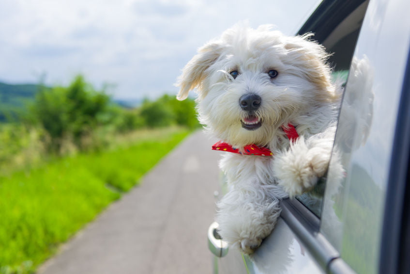 Road Tripping Safely