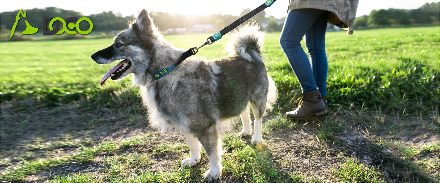 Dog Harness for Small Dog Buying Guide for 2024