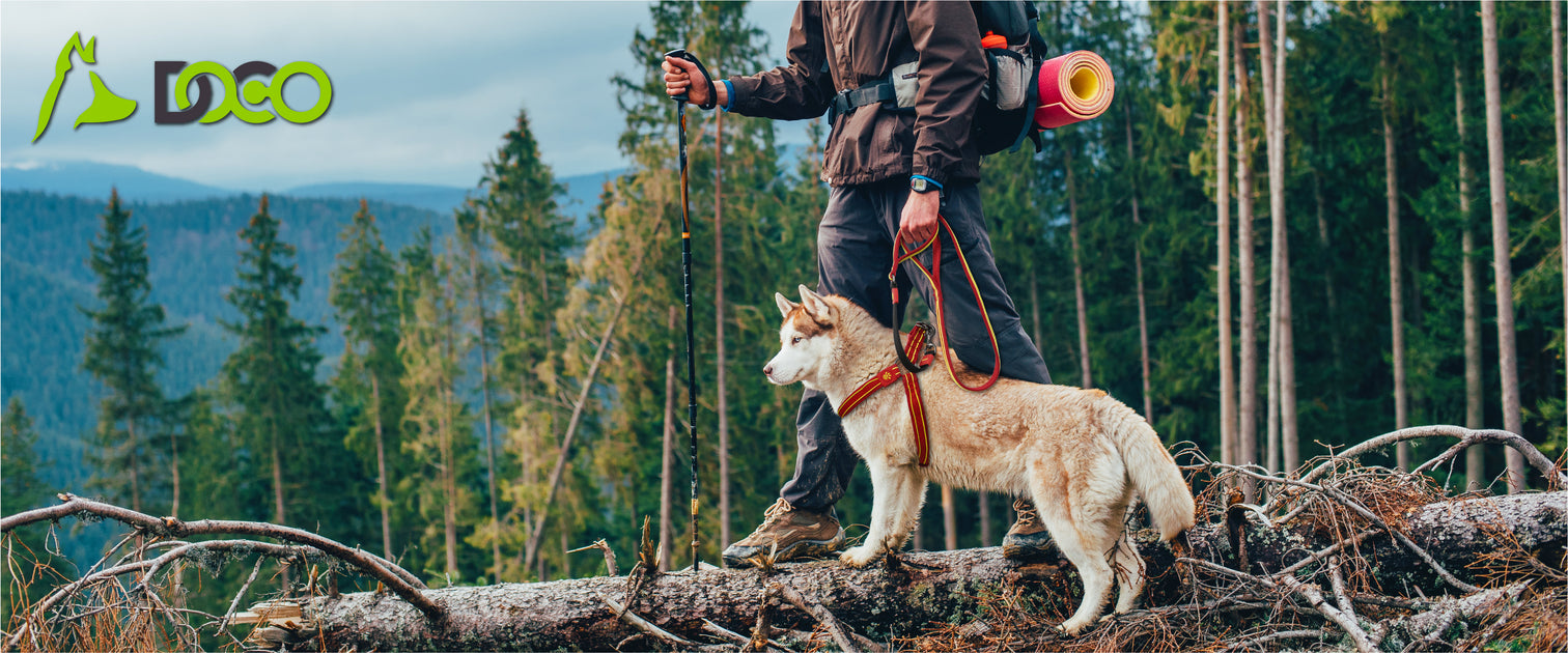 Give The Best Care To Your Four-Legged Friends with Chest Plates