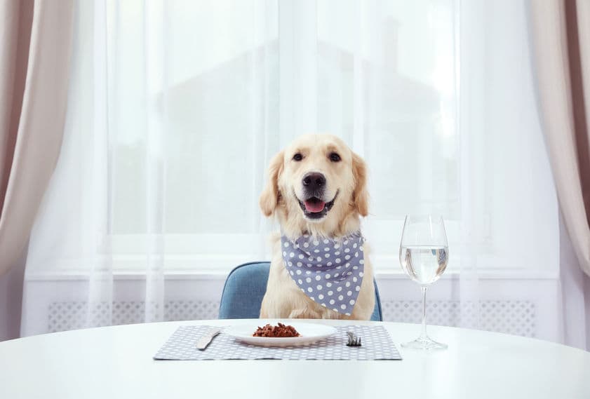 Safe Foods for your Dog
