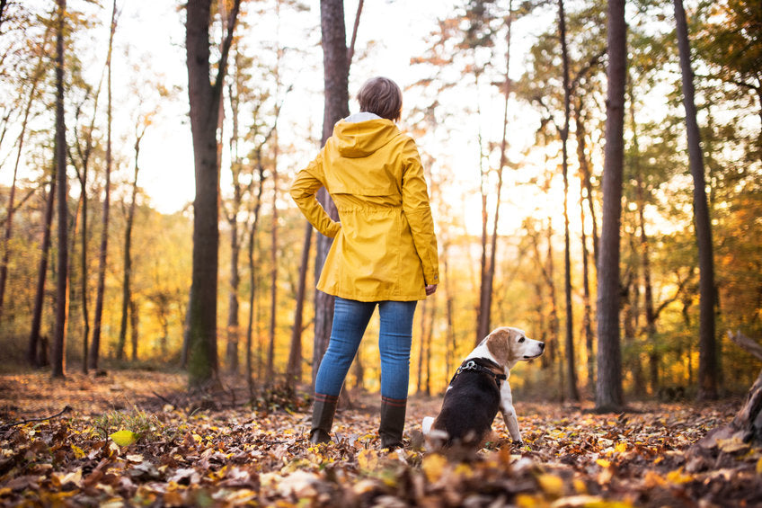 What To Do When Your Dog Won't Walk