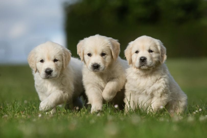 How to Care for a New Puppy in the Family