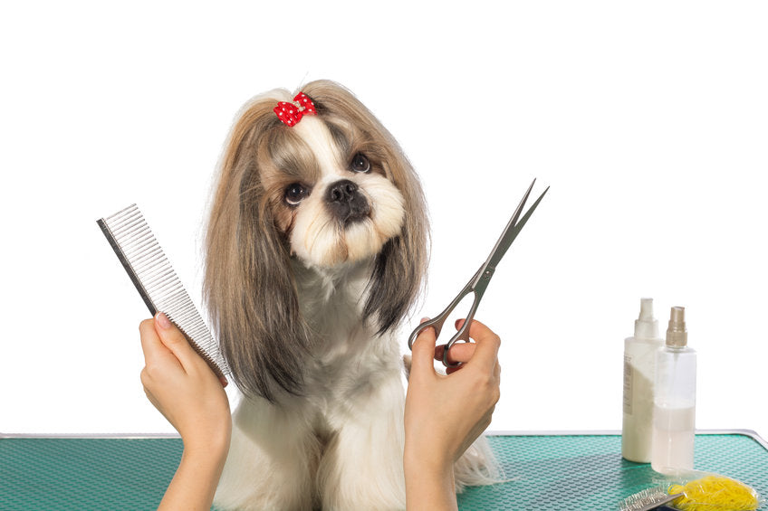 Why You Need to Groom Your Dog