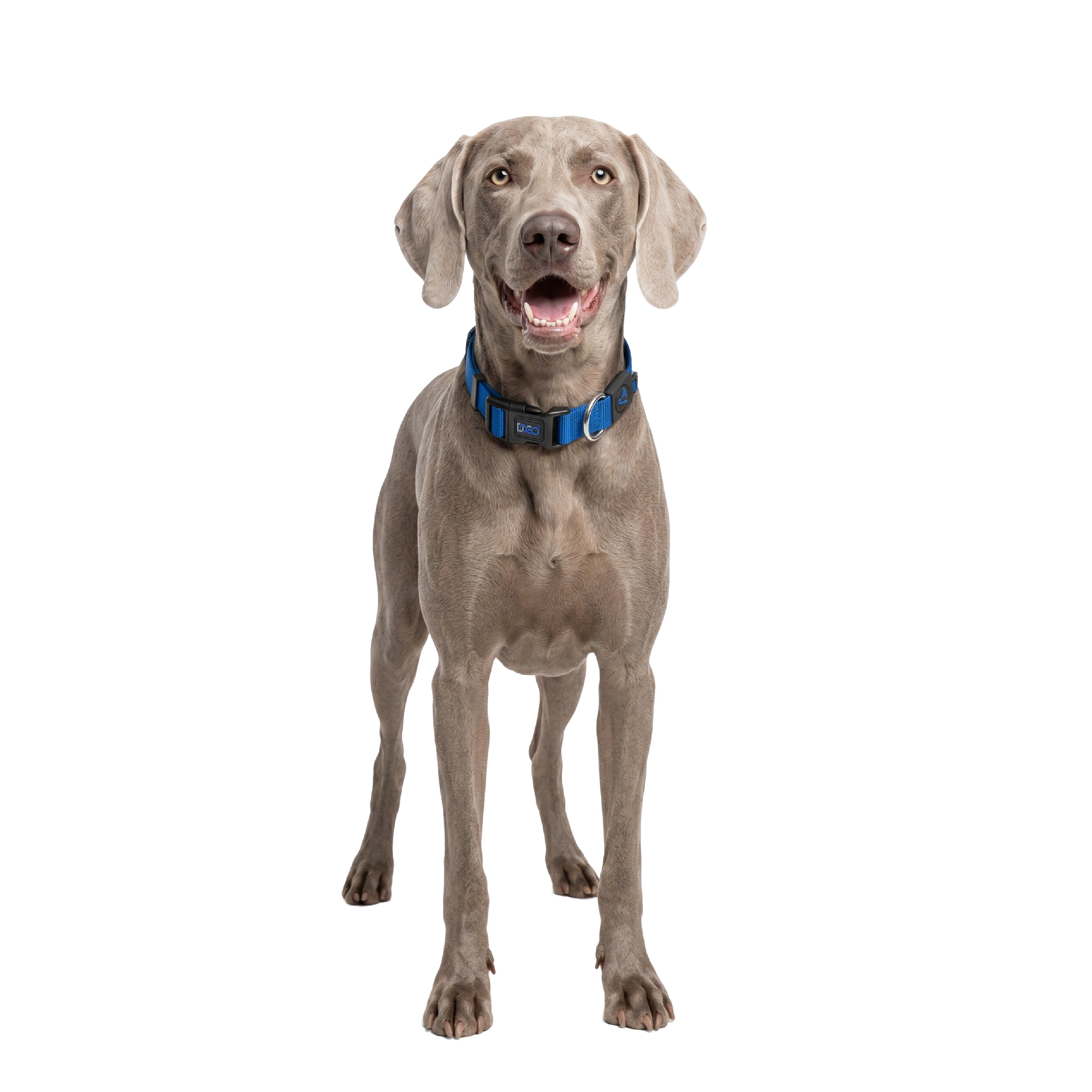 Classic Dog Collar | Adjustable Durable Heavy-Duty Soft Nylon