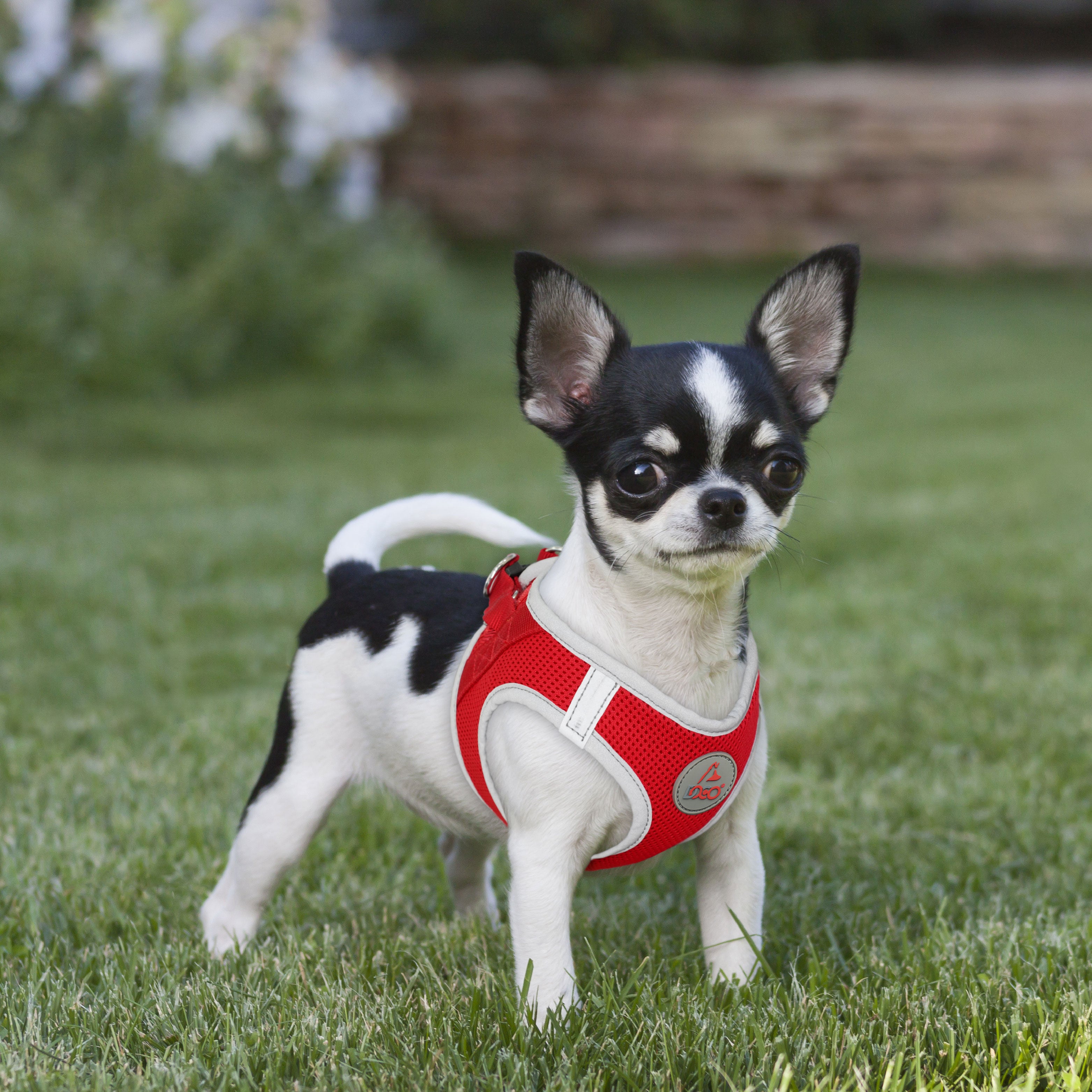 Breathable Mesh No-Choke Harness – Athletica Reflective Puffy