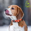 DOCO® Signature Nylon Dog Collar