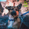 DOCO® The Quiet Nylon Dog Collar