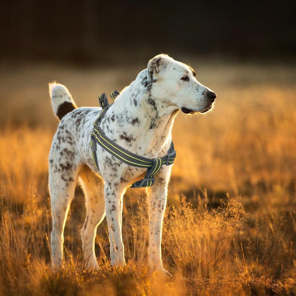 DOCO® Solar Step in Harness - www.docopet.com