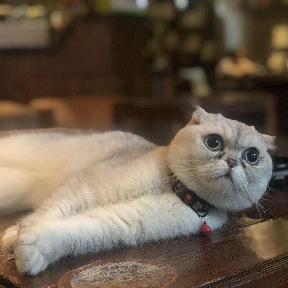 DOCO® Reflective Cat Collar - www.docopet.com