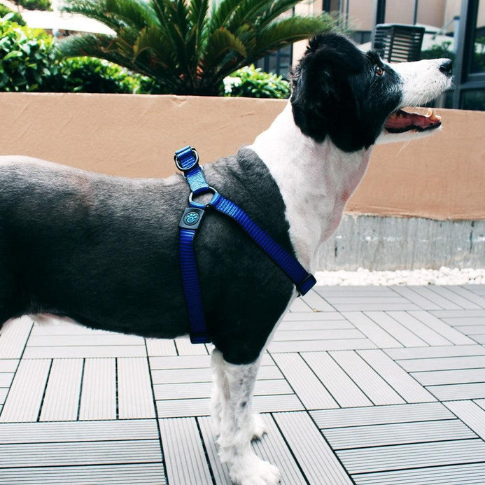 Step-In Dog Harness