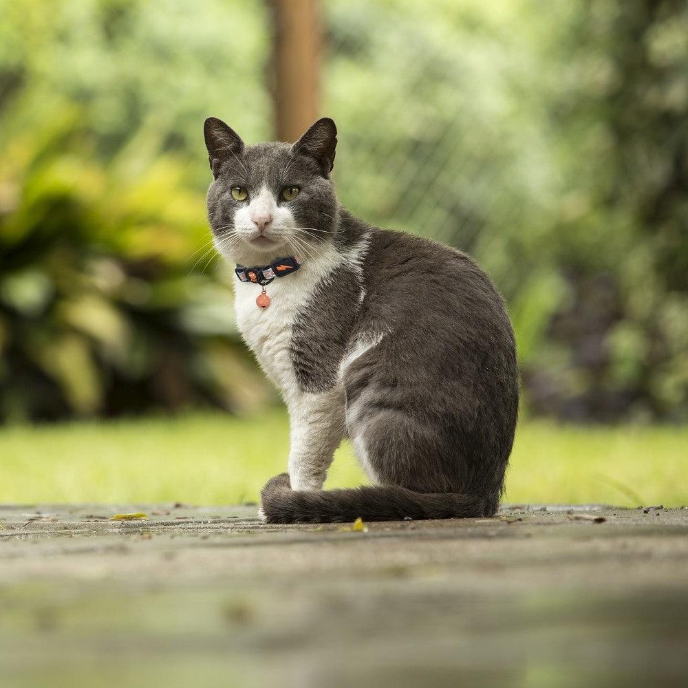 DOCO® Reflective Cat Collar - www.docopet.com