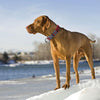 DOCO® VARIO O-Ring Collar with Reflective Stitching - www.docopet.com