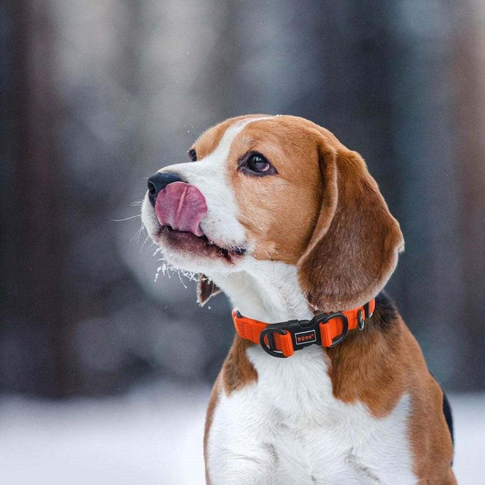 Neoprene Dog Collar - RIN TIN TIN (NEON) – DOOGUSA