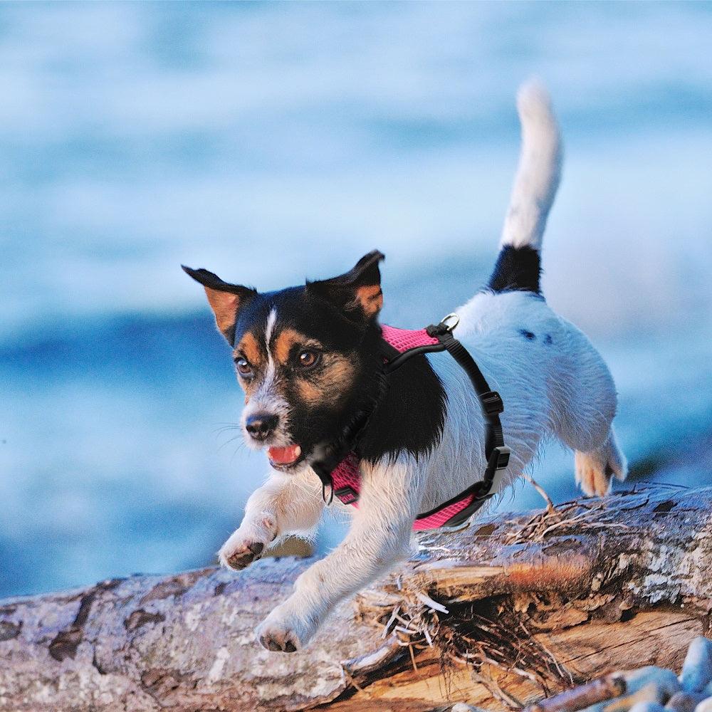 DOCO® X-Lite Front Range Mesh Harness - www.docopet.com