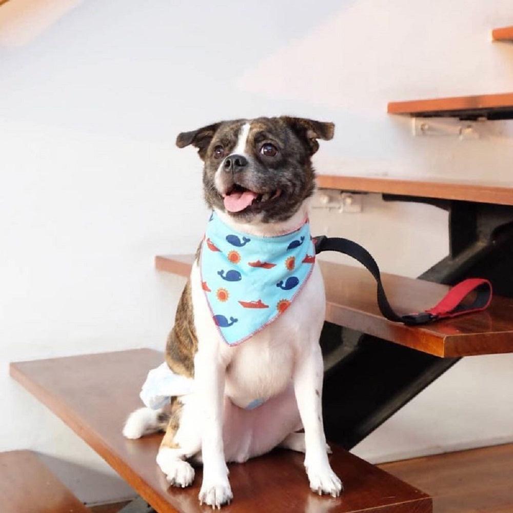 DOCO® 22'' Shock Absorbing BUNGEE Leash - www.docopet.com